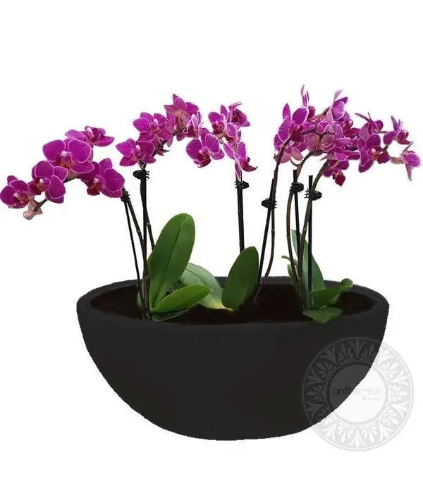 Three small orchid plants in gondola