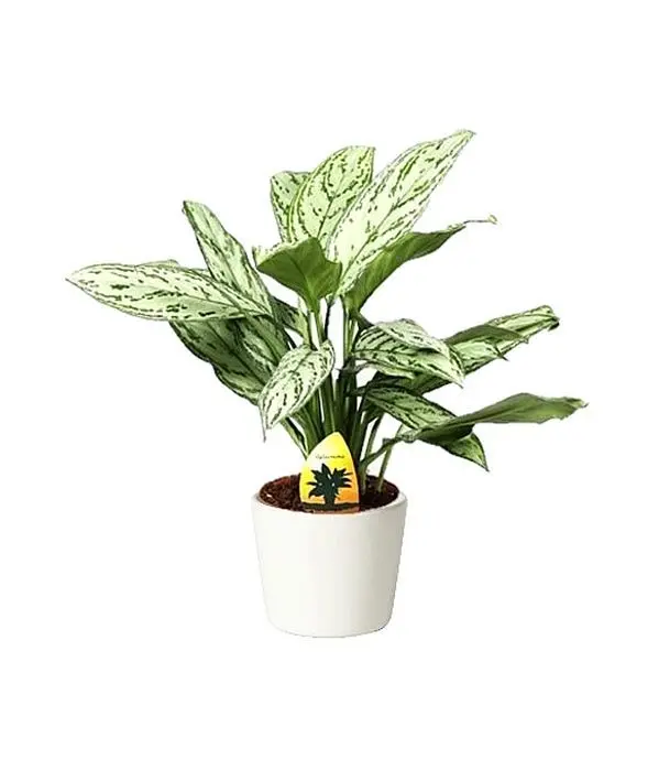Aglaonema plant