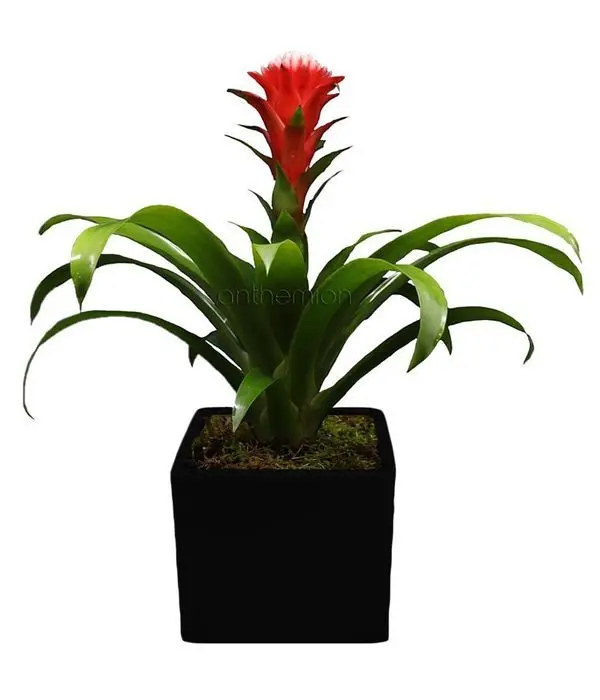 Bromelia plant in ceramic pot