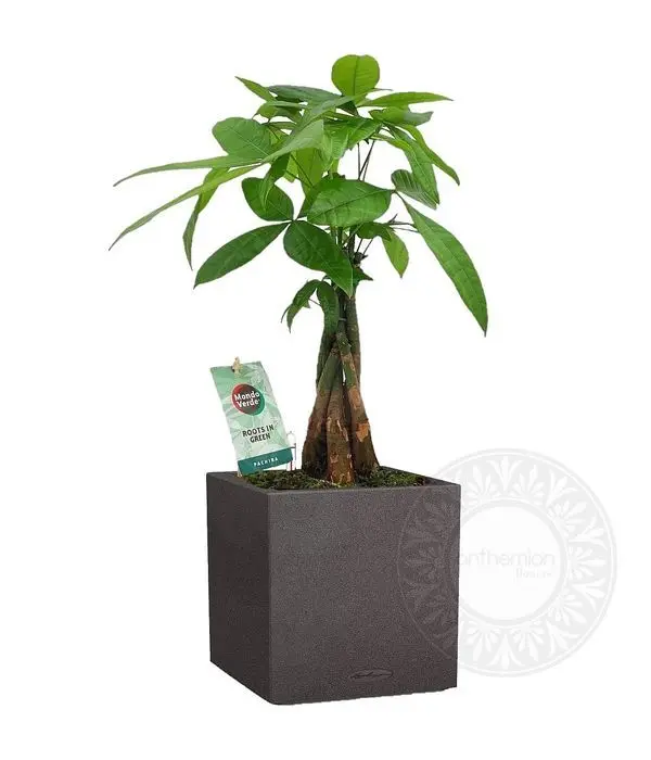 Cute pachira in self watering pot