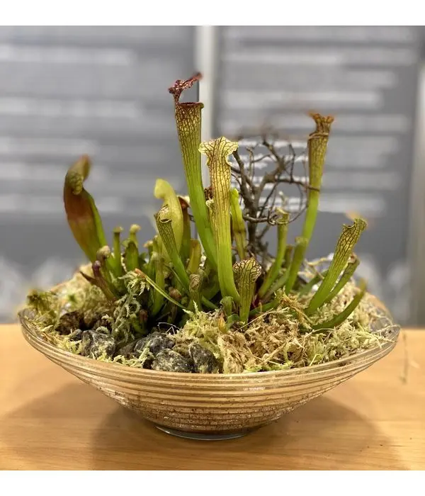 Sarracenia is one of the most popular carnivorous ornamental plants in a glass bowl