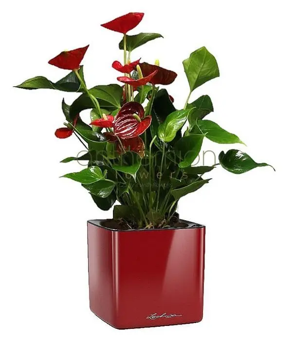 Anthurium plant in self watering pot