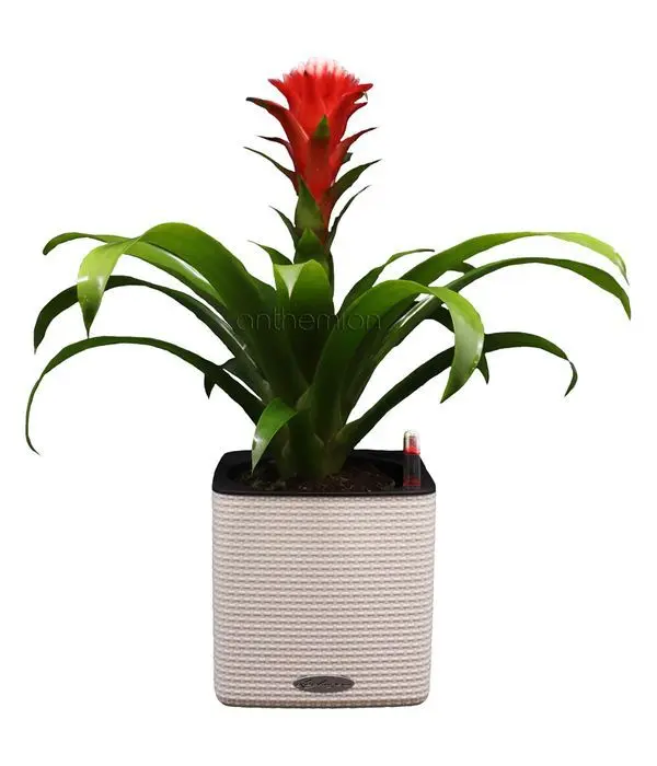 Bromelia plant in self watering pot