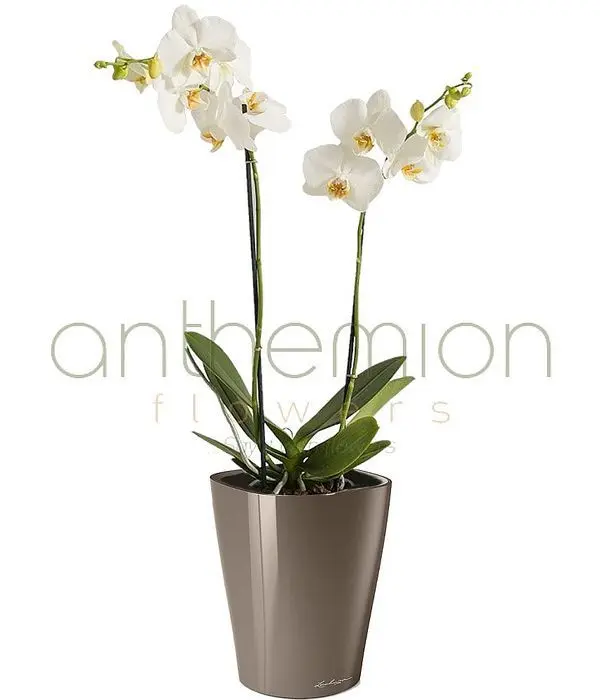 Orchid in self watering pot