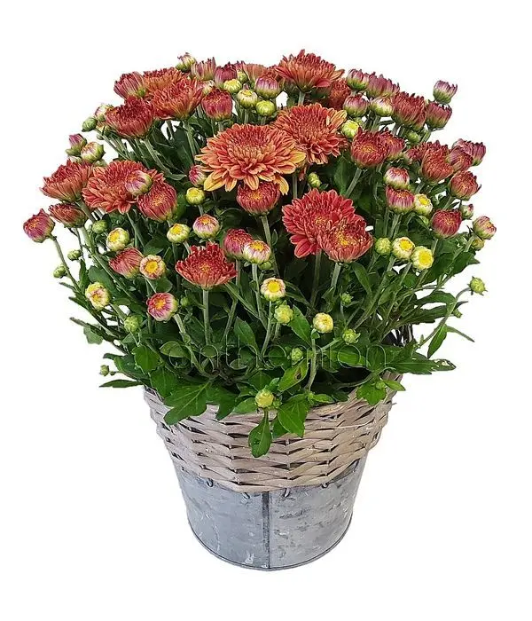 Red Chrysanthemum Plant