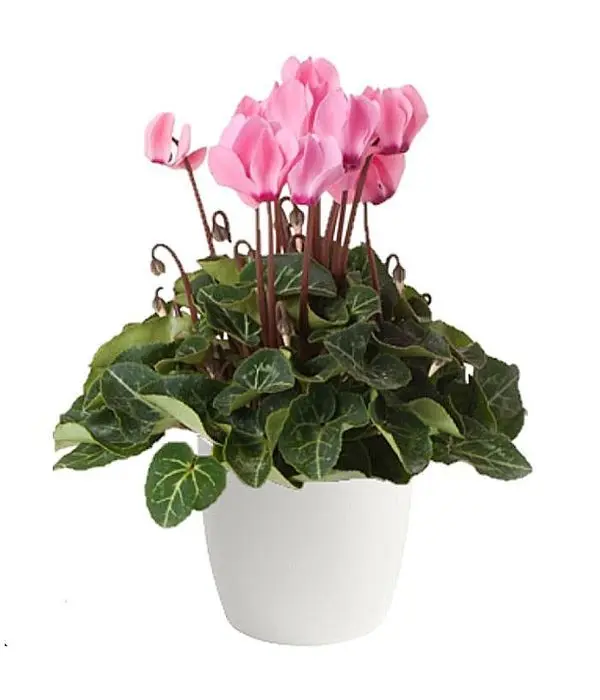 Pink cyclamen plant