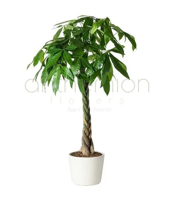 Pachira, "the money tree"