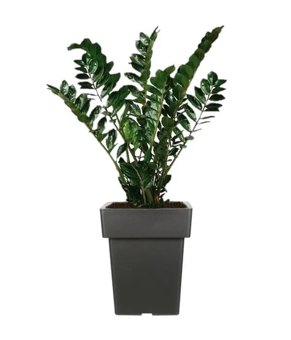 Decorative Zamia plant