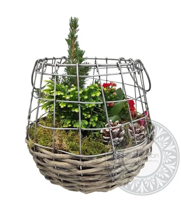 Plants in metallic|wooden cage