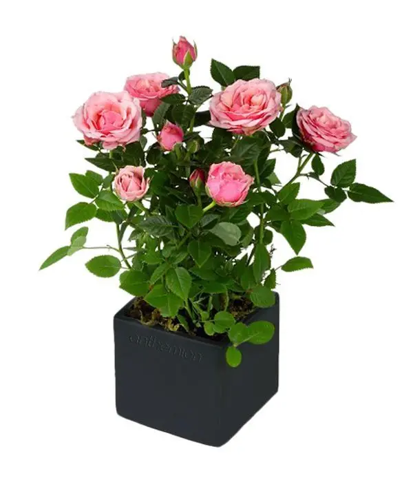 Pink rose plant in cube