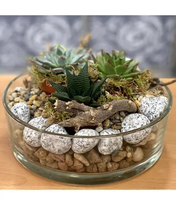 Succulents in a glass bowl with pebbles
