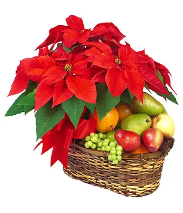 Poinsettia and Fruits (Basic)