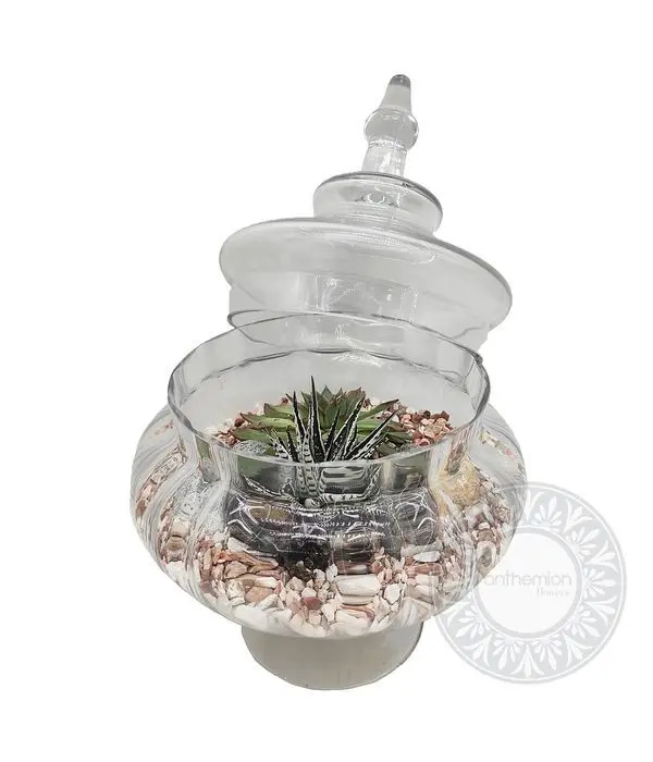 Succulents in a glass jar