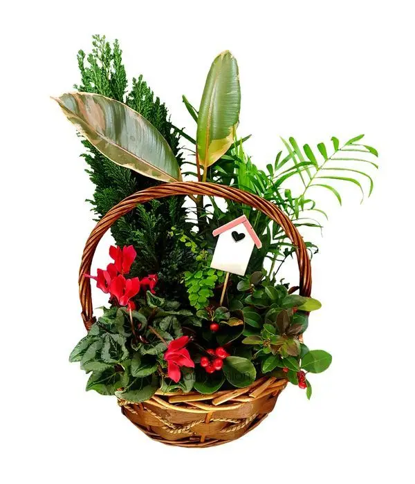 Festive Plant Basket Arrangement