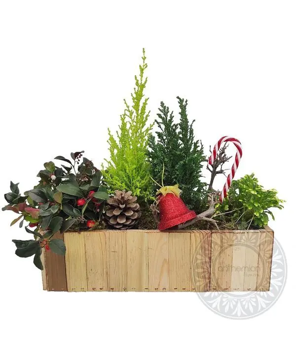 Festive plant arrangement