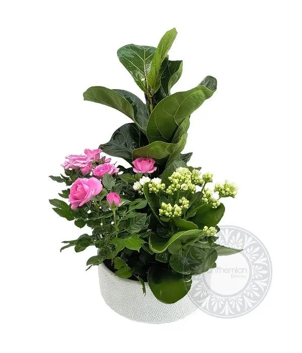 Ceramic plant arrangement