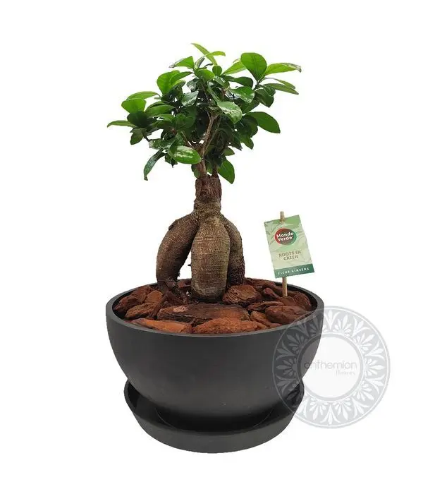 Bonsai ficus ginseng