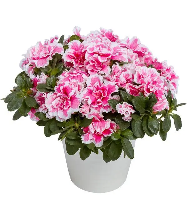 Bicolor Azalea plant