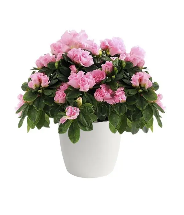 Pink Azalea plant