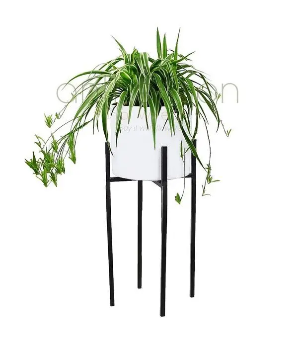 Chlorophytum in stylish metallic base