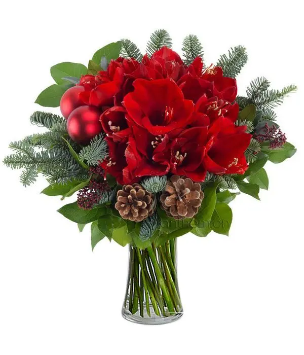 Festive bouquet with amaryllis and pine nuts | VASE IS NOT INCLUDED
