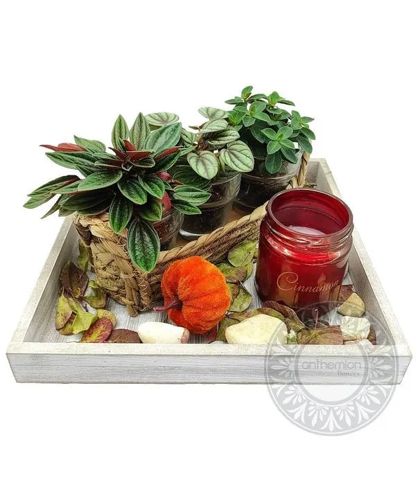 Seasonal plant arrangement in wooden trunk