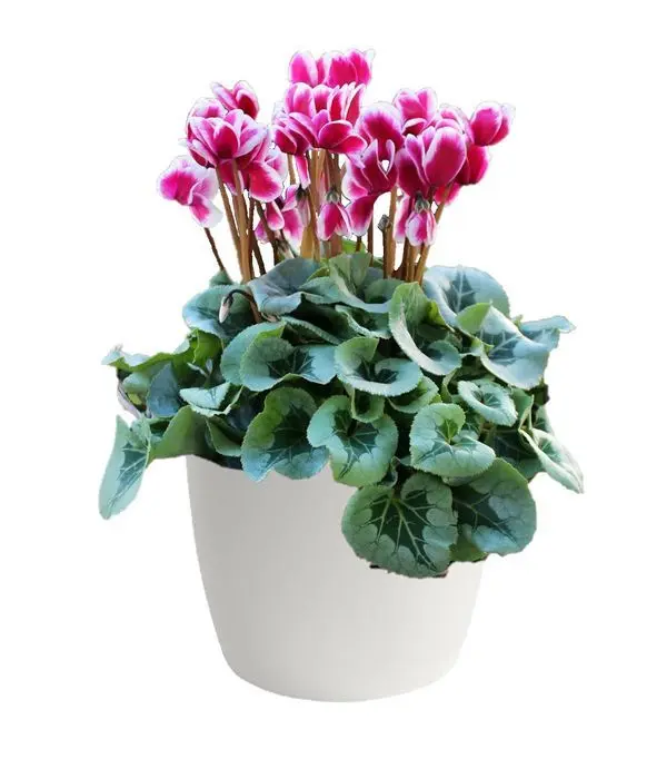 Fuchsia cyclamen plant