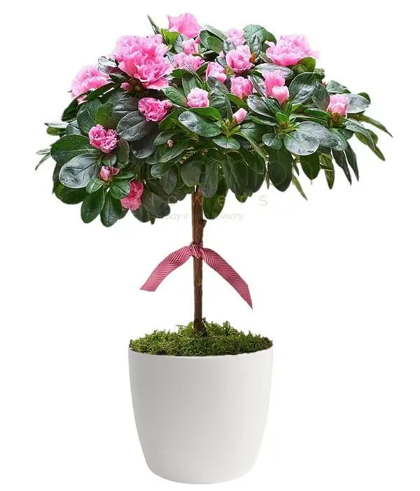 Azalea tree in pot
