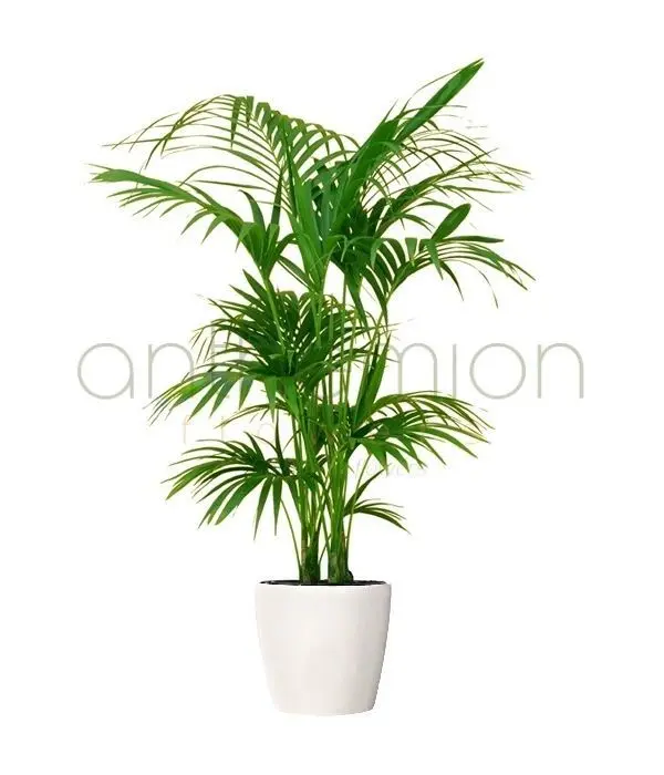Kentia Palm Tree