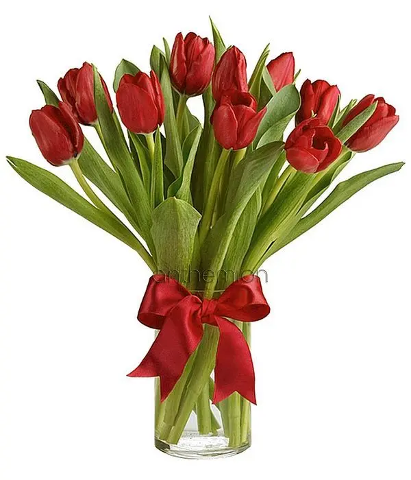 10 Red Tulips in vase