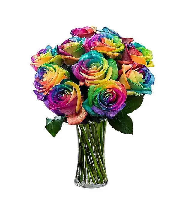 10 Rainbow Roses