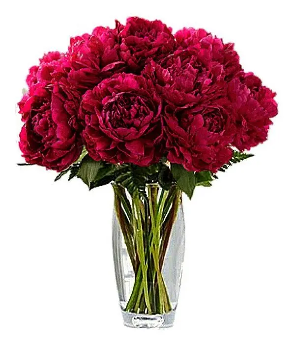 Impressive bouquet of 10 red Peonies. Vase is included