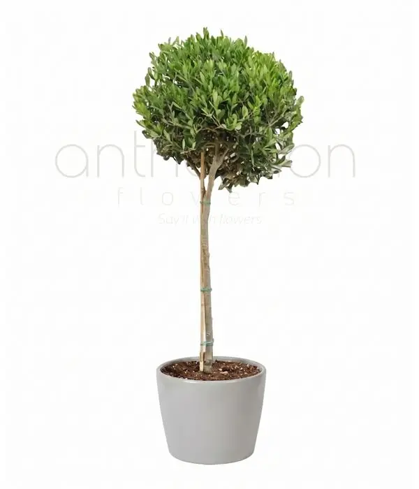 Greek Olive Plant in pot