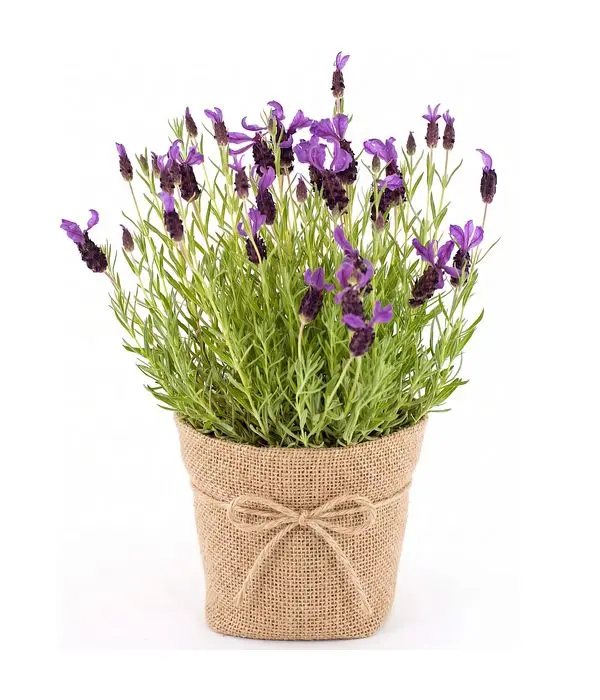 Potted Lavender Plant
