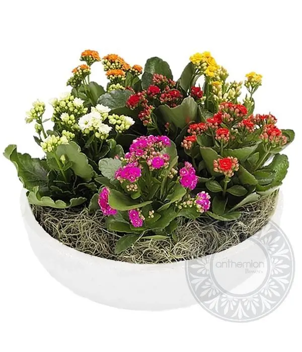 White Potted kalanchoe Plants