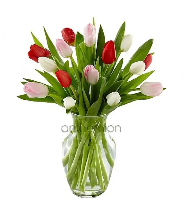 Fresh lovely tulips | WITHOUT VASE