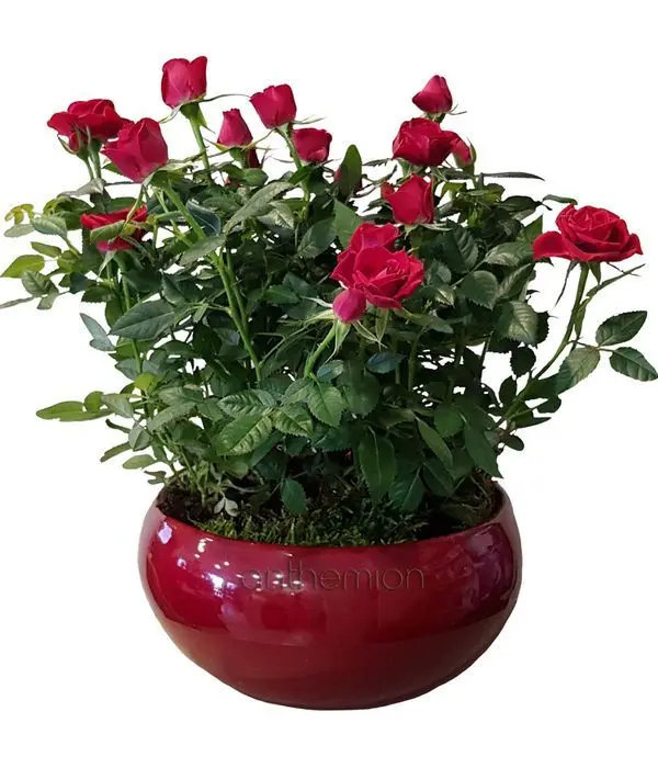 Arrangement of red rose plants