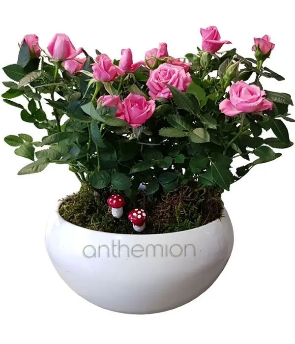 Pink roses plant in ceramic