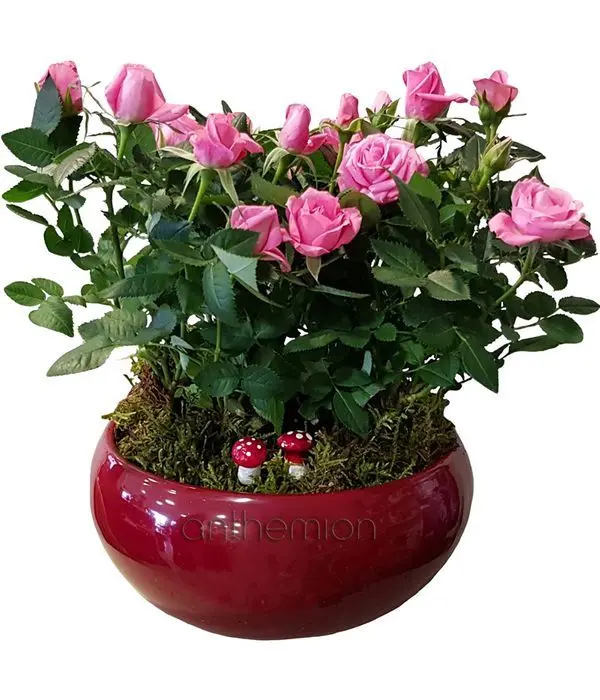 Fuchsia mini plant arrangement