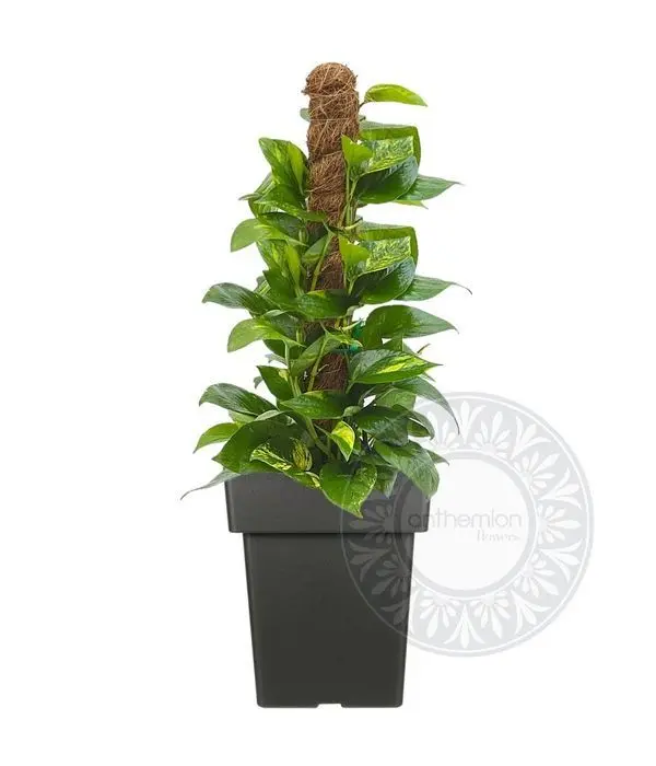 Pothos plant