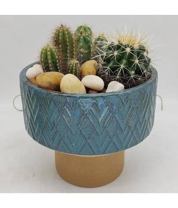 Garden of cacti
