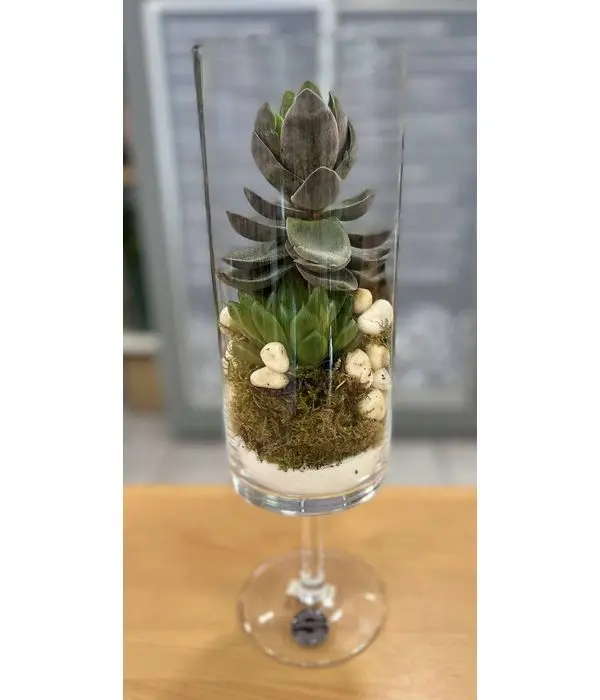 A different gift proposal for those who love Succulents plants