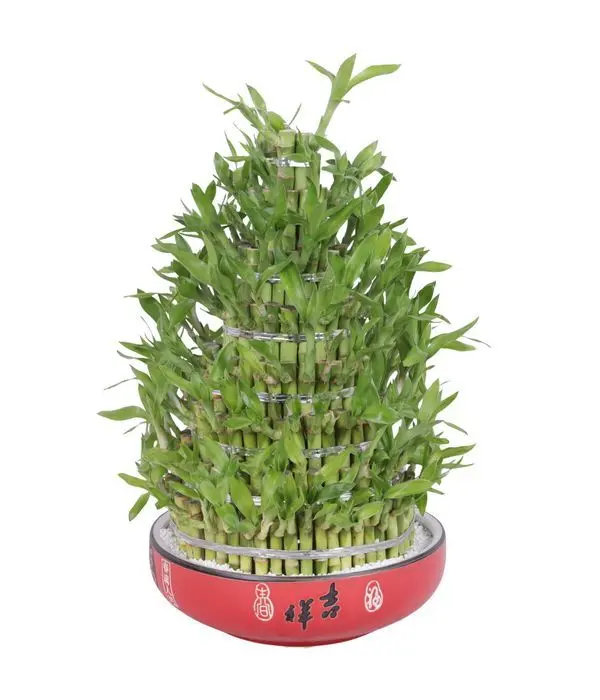 Big Lucky bamboo 8 layers for great luck