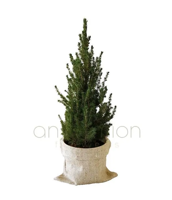 Picea Conica Plant