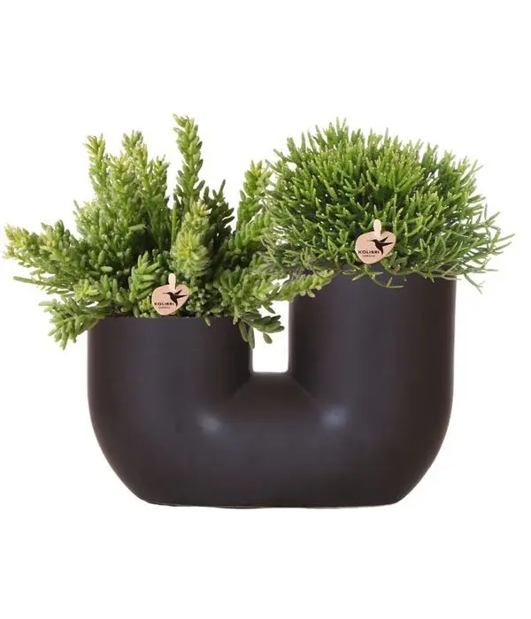 Plants in happy emoji printed pots