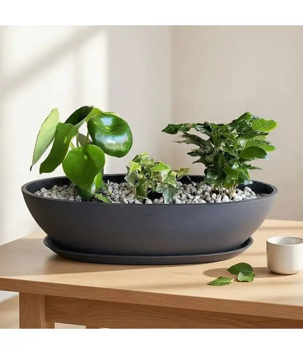 Succulents in a black gondola