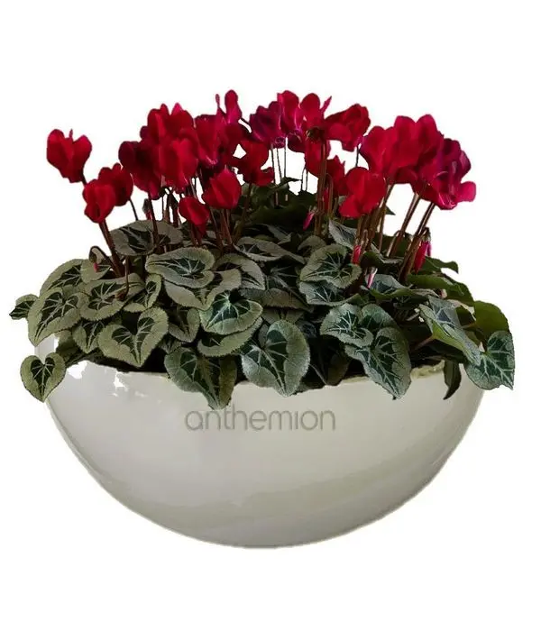 Cyclamen in ceramic base