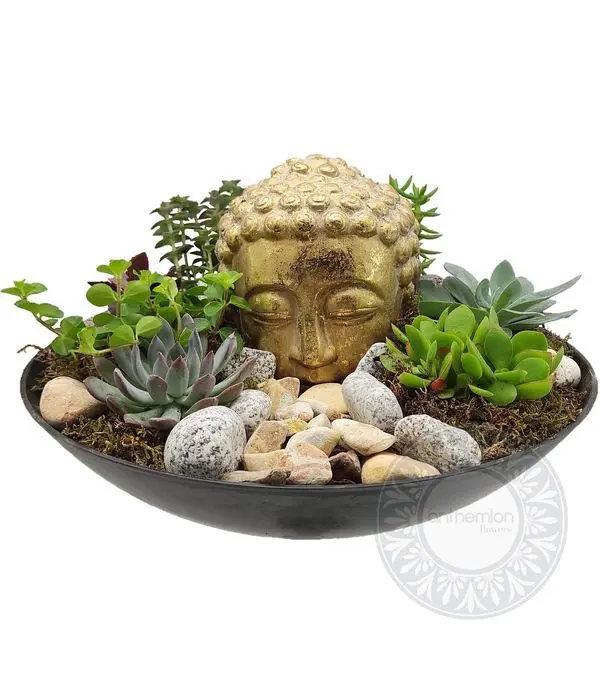 Bowl with succulents and Buddha