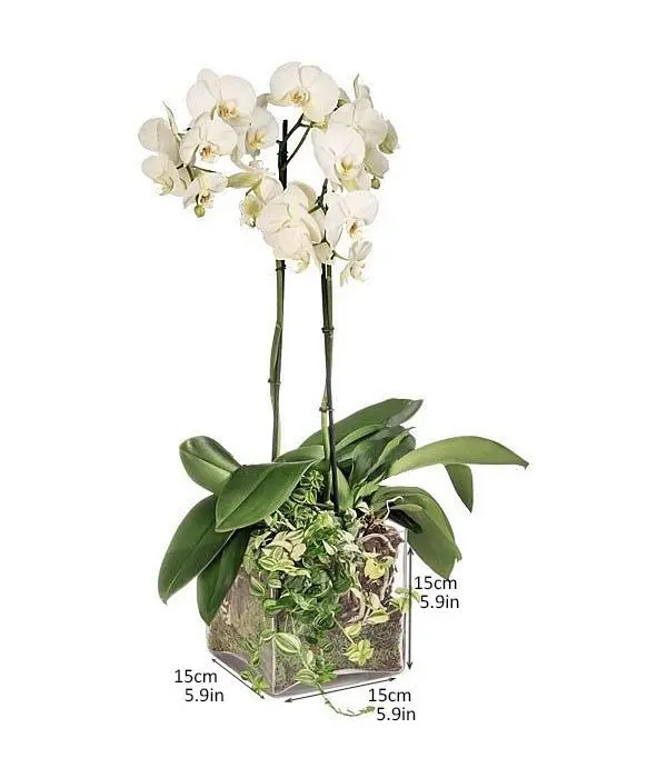 White orchid in a glass cube