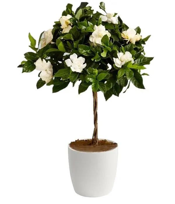 Gardenia Tree